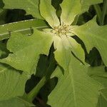 Euphorbia heterophylla Leaf