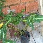 Syngonium angustatum Лист
