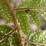 Polystichum transvaalense Leaf