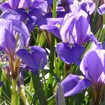 Iris unguicularis 花