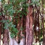 Ficus stuhlmannii Habitatea
