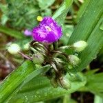 Tradescantia virginiana Flower