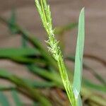 Glyceria declinata Övriga