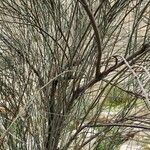 Prunus scoparia Corteza