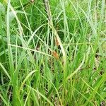 Carex distans Leaf