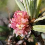 Cuscuta planiflora फूल