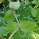 Cerastium diffusum Foglia