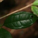 Eugenia coffeifolia Blatt