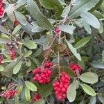 Photinia arbutifolia Плод