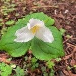 Trillium ovatum 花