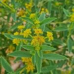 Flaveria bidentis Flower