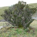 Chuquiraga jussieui Tabia