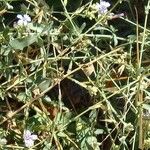 Plumbago europaea Bark