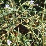 Plumbago europaea Cortiza