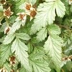 Rubus thibetanus Hoja