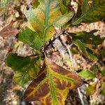 Quercus stellata Leaf