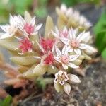 Sedum hispanicum Flower