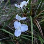 Libertia chilensis Λουλούδι