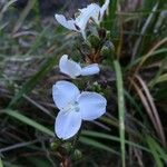 Libertia chilensis Blomst