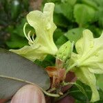 Rhododendron triflorum Leaf