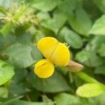 Vigna luteola Floro