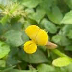 Vigna luteola Blomst