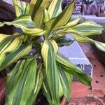 Dracaena braunii Blatt