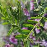 Vicia tenuifolia पत्ता