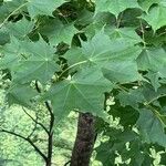 Acer pictum Φύλλο