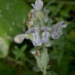Nepeta nepetella 花