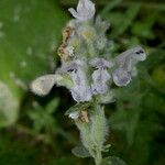 Nepeta nepetella Цвят