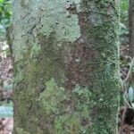 Stachyarrhena acuminata Bark