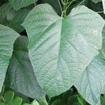 Clerodendrum paniculatum Folio