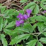 Cardamine glanduligera Flors