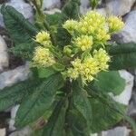 Senecio cacaliaster Flor