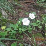 Convolvulus sepium Buveinė