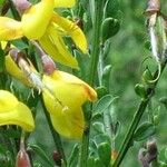 Adenocarpus foliolosus Blomma