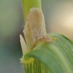 Achnatherum calamagrostis Elinympäristö