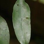 Micropholis guyanensis 葉