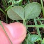 Vicia narbonensis Hoja