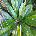 Philodendron insigne Leaf