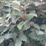 Elaeagnus macrophylla ഇല