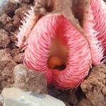 Hydnora abyssinica Kvet