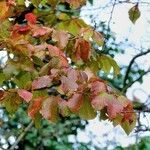 Hamamelis virginiana Leaf