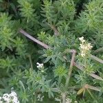 Galium album Blatt