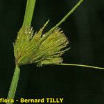 Carex bohemica Плід