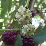 Morus nigra Fruit