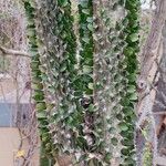 Alluaudia ascendens Hoja