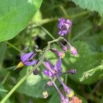 Solanum dulcamara 花