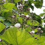 Catalpa speciosa Λουλούδι